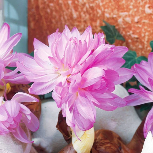 Waterlily